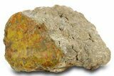 Polished Yellow Cat Petrified Wood - Utah #373527-2